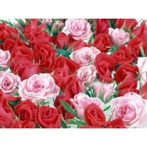Rose Attar Grade C - Brand Name: Vaibhav Perfumery