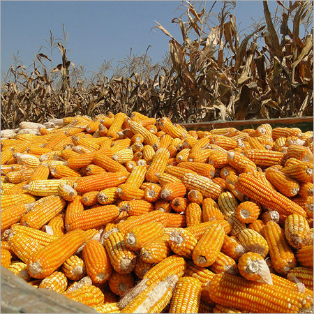 Maize