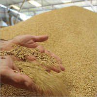 Whole Grain Pure Wheat