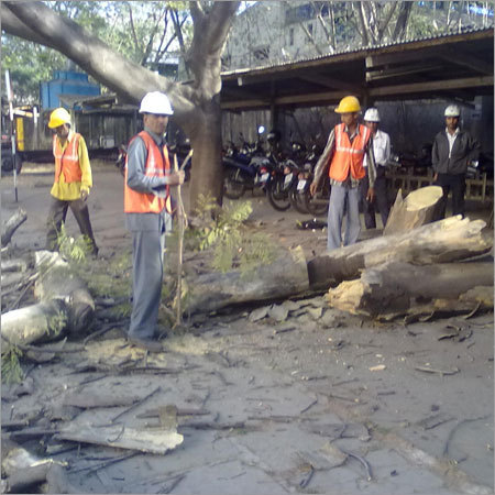 Tree Cutting Services