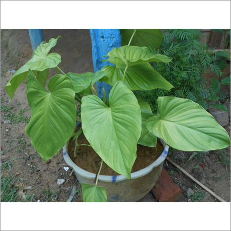 सुगंध मनtri पौधा