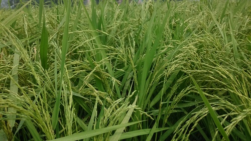 Basmati Rice Seeds