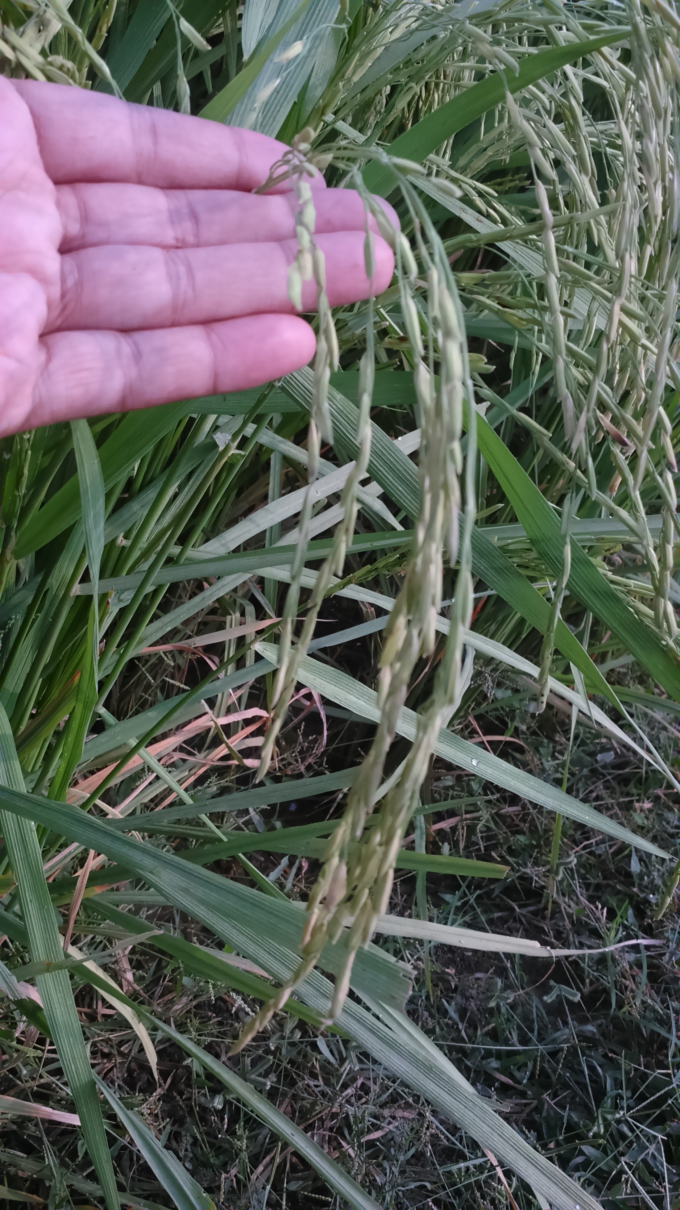 Our Paddy Seeds Processing Plant