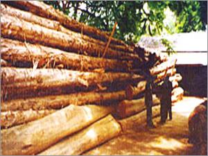 टीक, रोज़ वुड