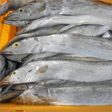 Frozen Fish Fillet