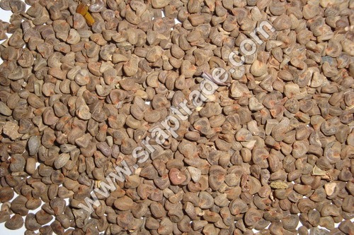 हिबिस्कस कैनबिनस