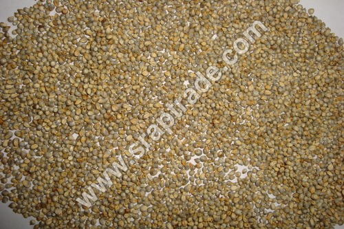 Green Pearl Millet