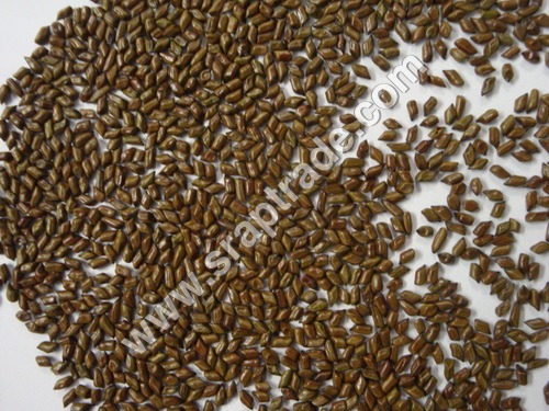 Cassia Tora Seeds