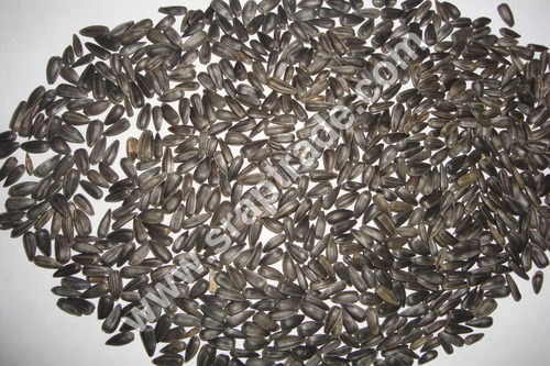 Black Sunflower Seed