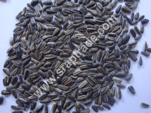 Striped Sunflower Seed