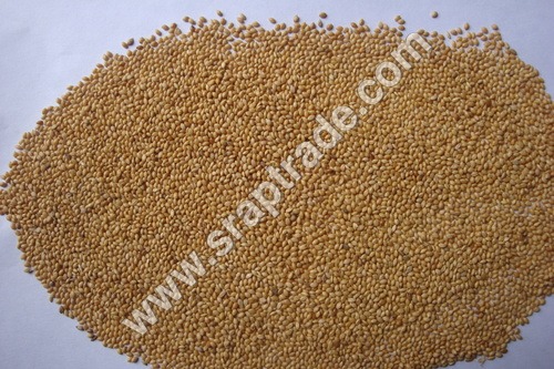 Yellow Panicum Millet