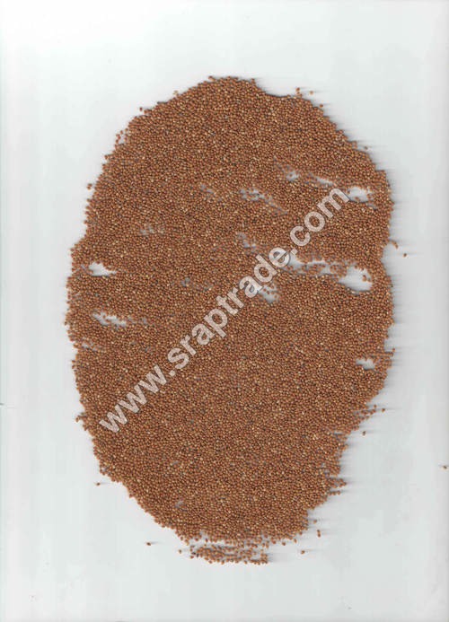 Red Millet Panicum