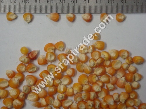 Orange Maize