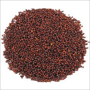 Mustard Seeds