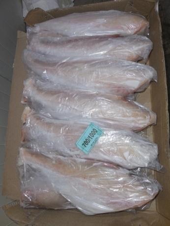 लेदर जैकेट Hl Tl