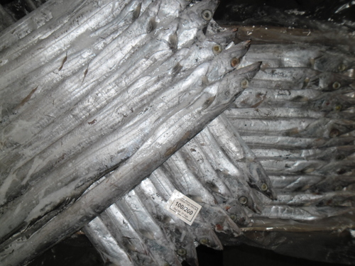 भारतीय रिबन मछली