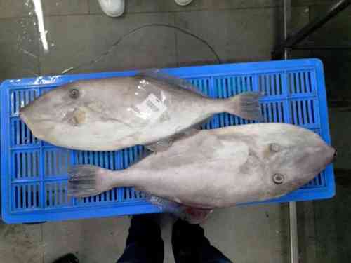 पूरे चमड़े की जैकेट मछली