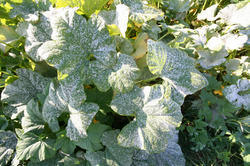 Bio Fungicides Powder