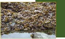 सागर की शैवाल तरल उर्वरक