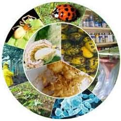 Bio Pesticides - Natural Extracts Liquid Spray, Biodegradable, Eco-friendly, Effective Pest Control, Target Specific, Low Toxicity