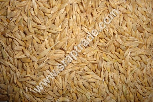 Barley