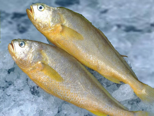 पीला क्रोकर