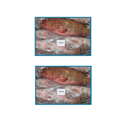 रीफ कोड मछली