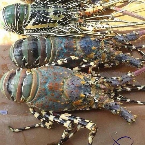 लॉबस्टर