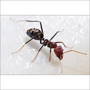 Insecticide Copyright