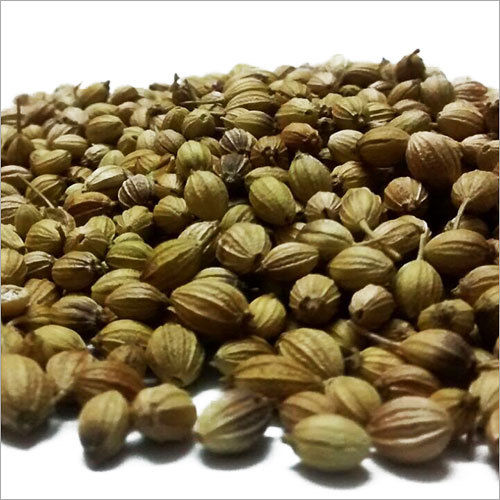 Dried Coriander Seeds