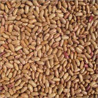 जम्मू राजमा