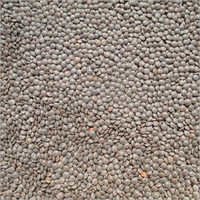 काली मसूर दाल