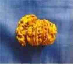 एक मुखी रुद्राक्ष