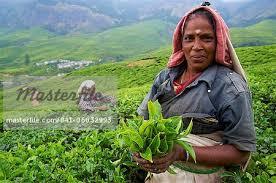 सूखी चाय की पत्तियां