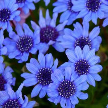 Blue Daisy