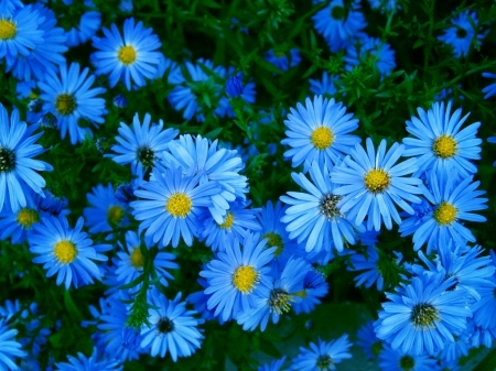 Blue Daisy