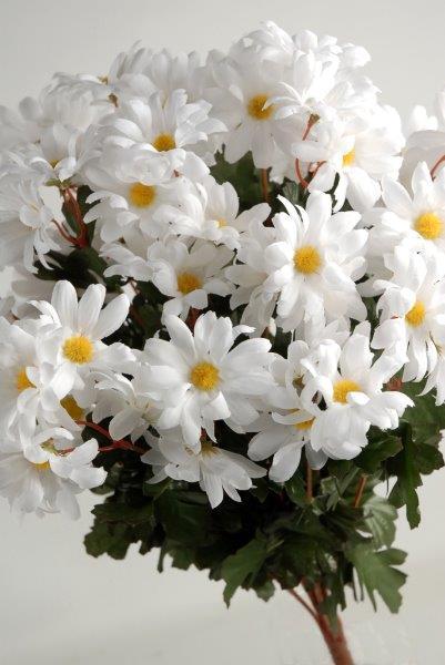 White Daisy