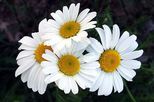 White Daisy