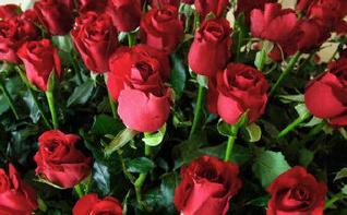 Taj Mahal Rose
