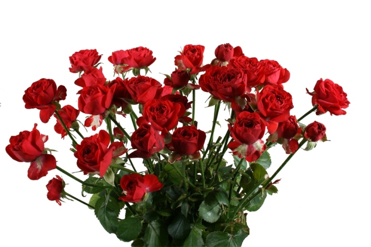 Taj Mahal Rose