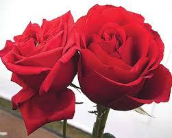 Taj Mahal Rose