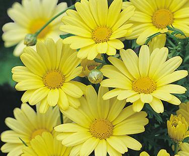 Yellow Daisy