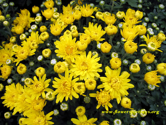Yellow Daisy