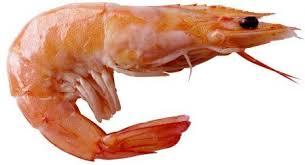 भारतीय झींगा