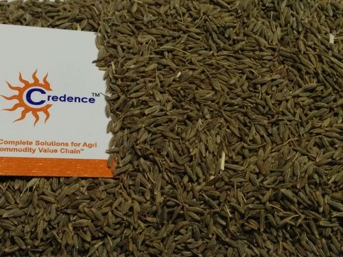 Indian Cumin Seeds