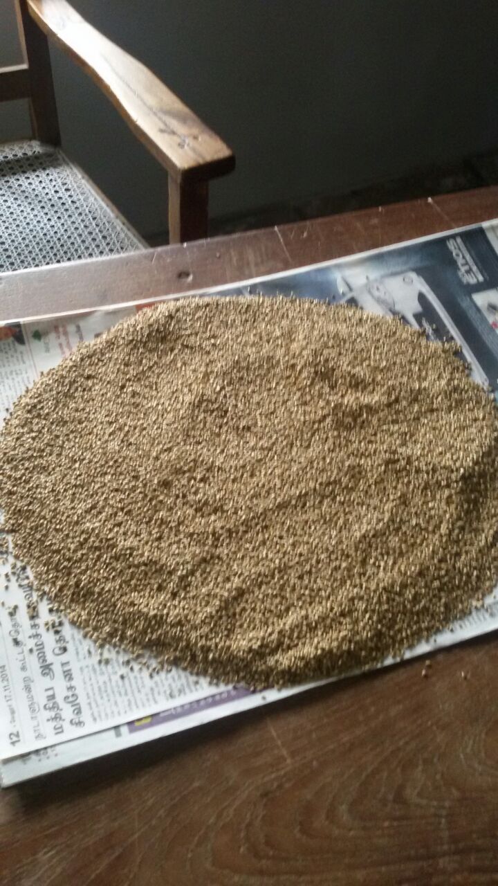 Pearl Millet
