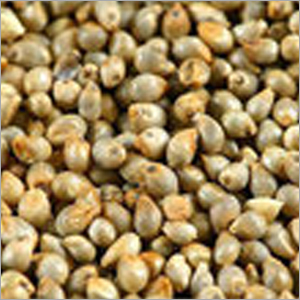 Pearl Millet