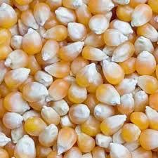 Yellow Maize Seeds