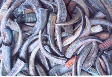 बफेलो हॉर्न टिप्स