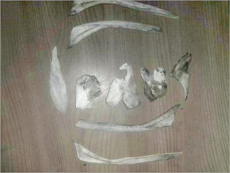 मछली की हड्डी